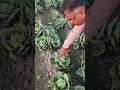 "Cabbage Near Harvest! Excellent Growth in Punjab's Early Crop 🌱🥬"#shorts#farmingtraditions