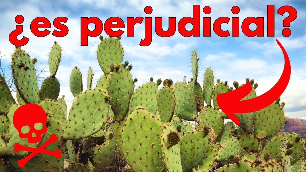 La polémica del nopal (chumbera)