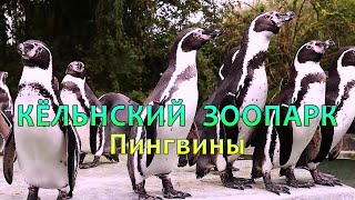 Кёльнский ЗООПАРК.  Пингвины 2