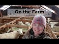 On the Farm - Lambing 2020