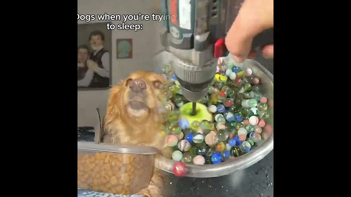 It’s like dogs wait until bedtime on purpose 🙄#dog #funnydogvideos #dogcomedy