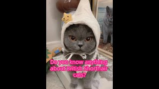 Do you know anything about British Shorthair