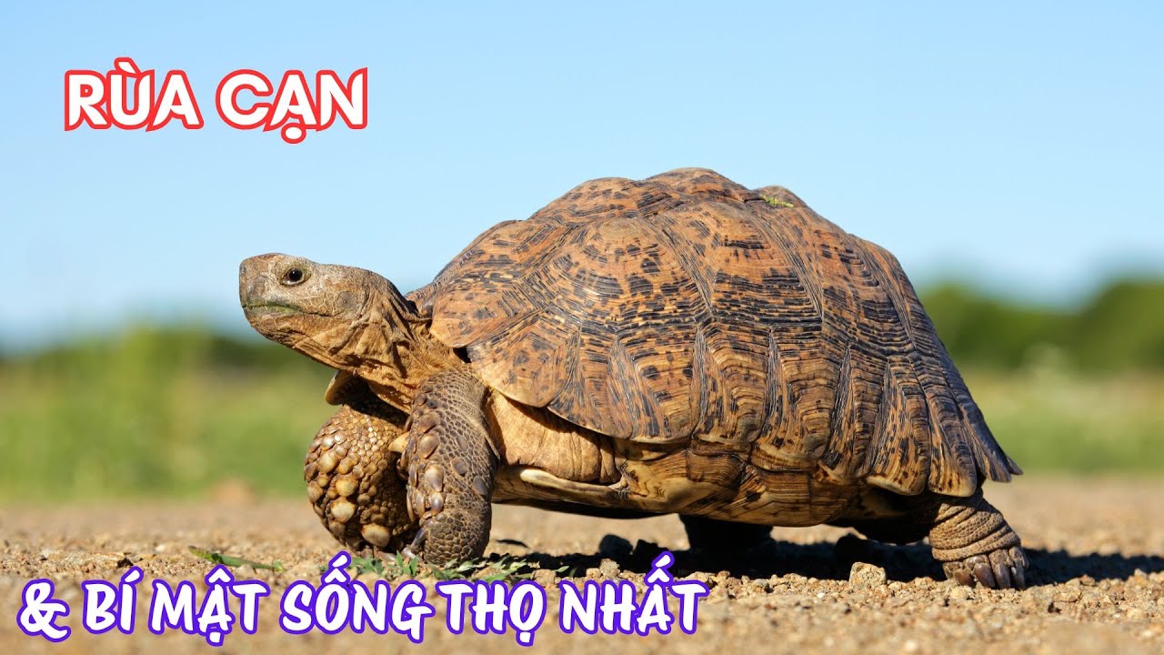 Rùa Cạn - Bí Mật Loài Động Vật Sống Thọ Nhất Trên Cạn - YouTube