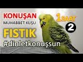 Konuşan Muhabbet Kuşu Fıstık Özel 2 | 1-saat | Kafana takma dinlet konuşsun