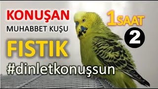 Konuşan Muhabbet Kuşu Fıstık Özel 2 1-Saat Kafana Takma Dinlet Konuşsun