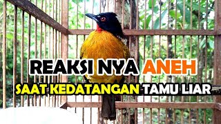 Reaksi Kutilang Emas Saat Ada Burung Liar Mendekat