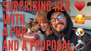 Surprising Her With A Corgi Puppy Proposal (Emotional Reaction)