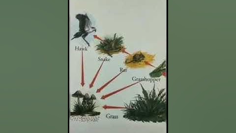 Class 5 G. Science Lesson 7 Interdependence in living organisms Part 3