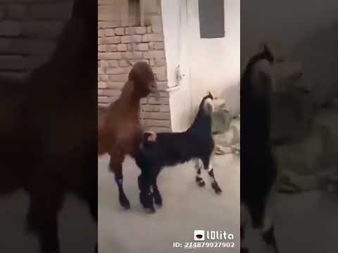 يا منجد علي المرتبه هههههههه  