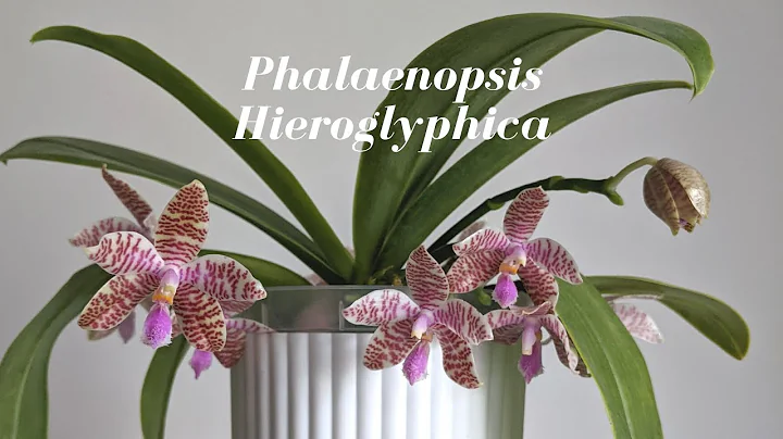 Species Spotlight | Phalaenopsis Hieroglyphica Orc...