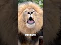Lion Meat Burgers How Is This Even Legal 