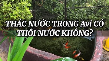 Làm thác nước trong Avi chim có bị thối nước không?