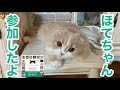 「ほてちゃん」子猫の写真がねこにすとに展示されたよ【スコティッシュフォールド】