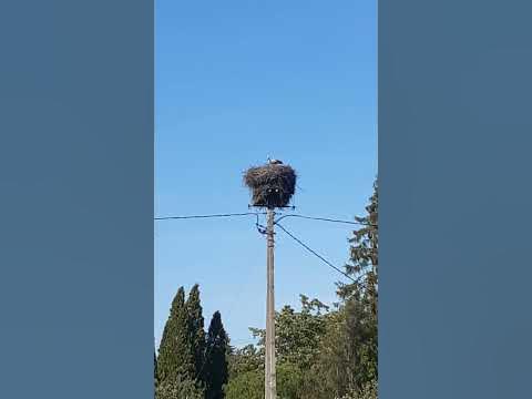 Гнездо аиста на столбе.#аист #shorts # - YouTube