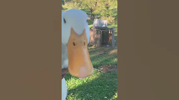 How Male And Female Pekin Ducks Sound 