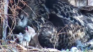 Kassikak::Eagle Owl~Cuteness overloaded! 🥰Mom is feeding here Owlets~12:26 PM 2023/05/01