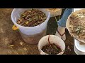 How to make compost from kitchen waste