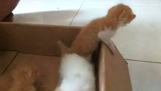 KASIHAN.!! Anak Kucing Malang ditinggal Induknya Mati.|| Poor Kittens left by their mother to die.||