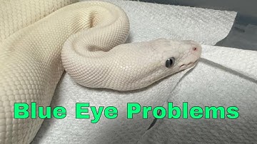 The Struggles Of A Blue-eyed Lucy Ball Python: Overcoming Challenges