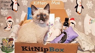 KitNip UnBoxing Kitten Mail From Two Crazy Cat Ladies! 😻 Foster Litter #24