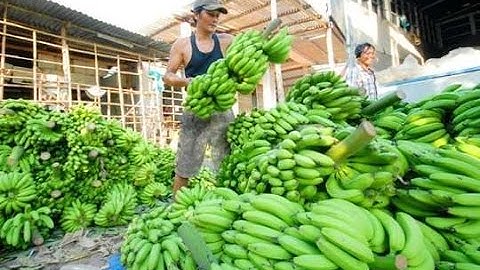 FBNC - Giá chuối xuất khẩu giảm mạnh