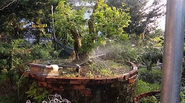 5 cây nguyệt quế cổ thụ thân xoắn tại Cai Lậy Tiền Giang