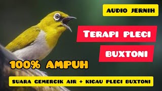 Download Lagu Terapi Pleci Buxtoni ‼️ Pancingan Pleci Buxtoni Agar Cepat Bunyi #pleci #plecimania #plecibuxtoni MP3 Download Lagu Terapi Pleci Buxtoni ‼️ Pancingan Pleci Buxtoni Agar Cepat Bunyi #pleci #plecimania #plecibuxtoni MP3