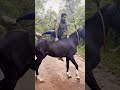 Mount  horse  without  saddle  rider  shorts  ia  whatsapp  status