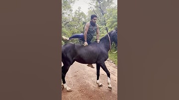 Mount || Horse || Without || Saddle || Rider || Shorts || IA || WhatsApp || Status