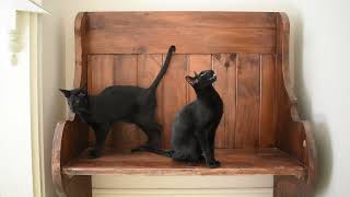 INTRODUCING: Onyx and Osiris the Oriental Shorthair Cats