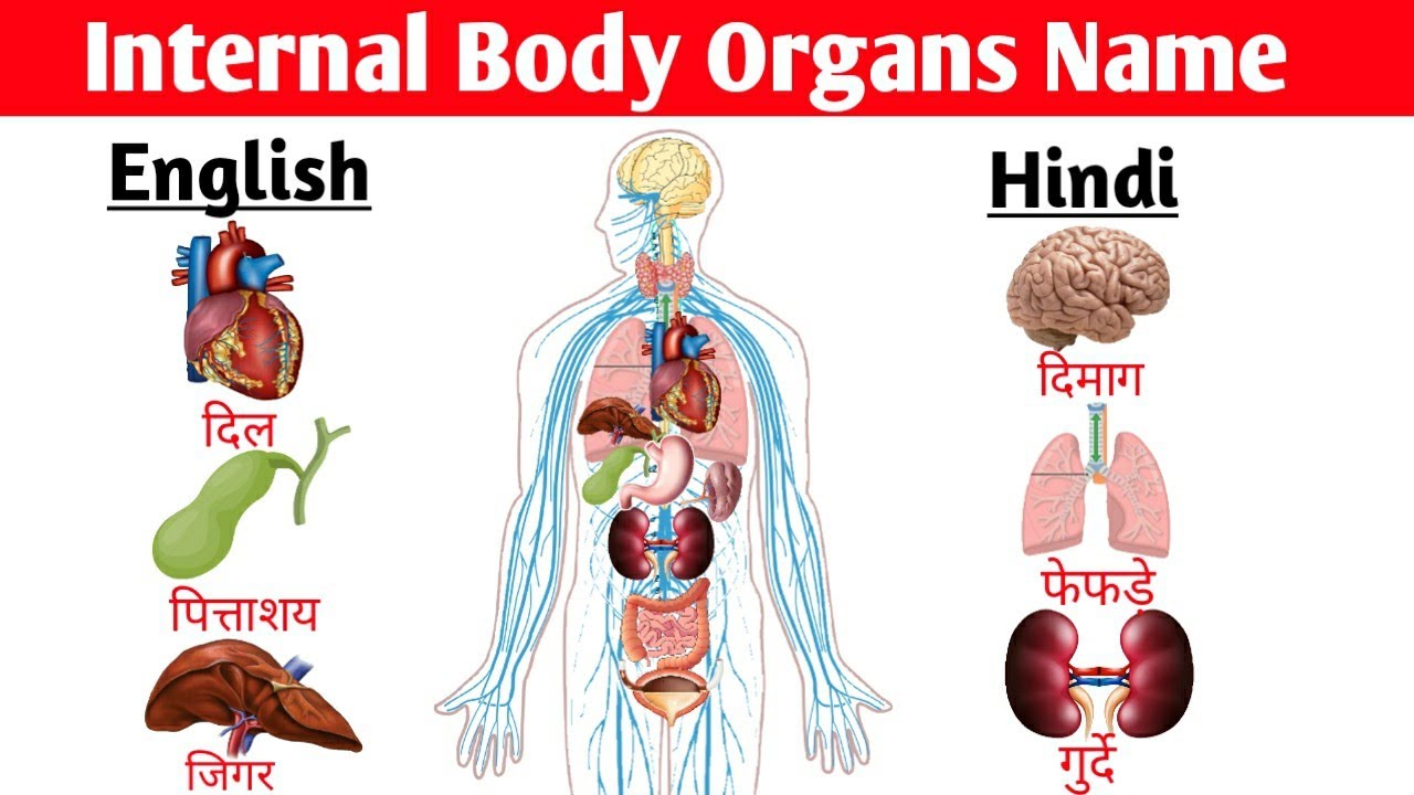 Internal Body Organs Name In Hindi And English Ll शरीर के ओर्गंस के नाम