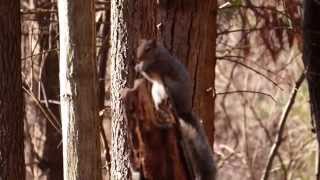 Eastern Gray Squirrel (Sciurus carolinensis) Please forgive the poor focus.