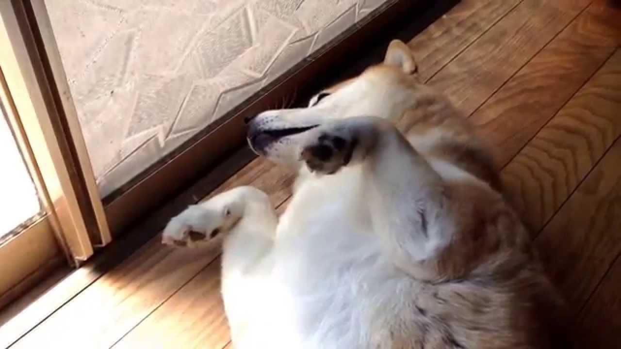 腹をなでるのをやめると催促する柴犬 柴犬 お腹撫でて 癒し 天国の愛犬 卵巣癌と肺癌と闘った 太っているのは脂肪がガンの餌にならないから 病院の先生公認 逢いたい いつまでも大好き Youtube 腹をなでるのをやめると催促する柴犬 柴犬 お腹撫でて 癒し 天国の愛犬 卵巣癌と肺癌と闘った 太っているのは脂肪がガンの餌にならないから 病院の先生公認 逢いたい いつまでも大好き Youtube
