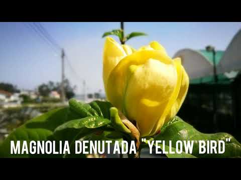 Vídeo: Magnolia Sulange (34 Fotos): 