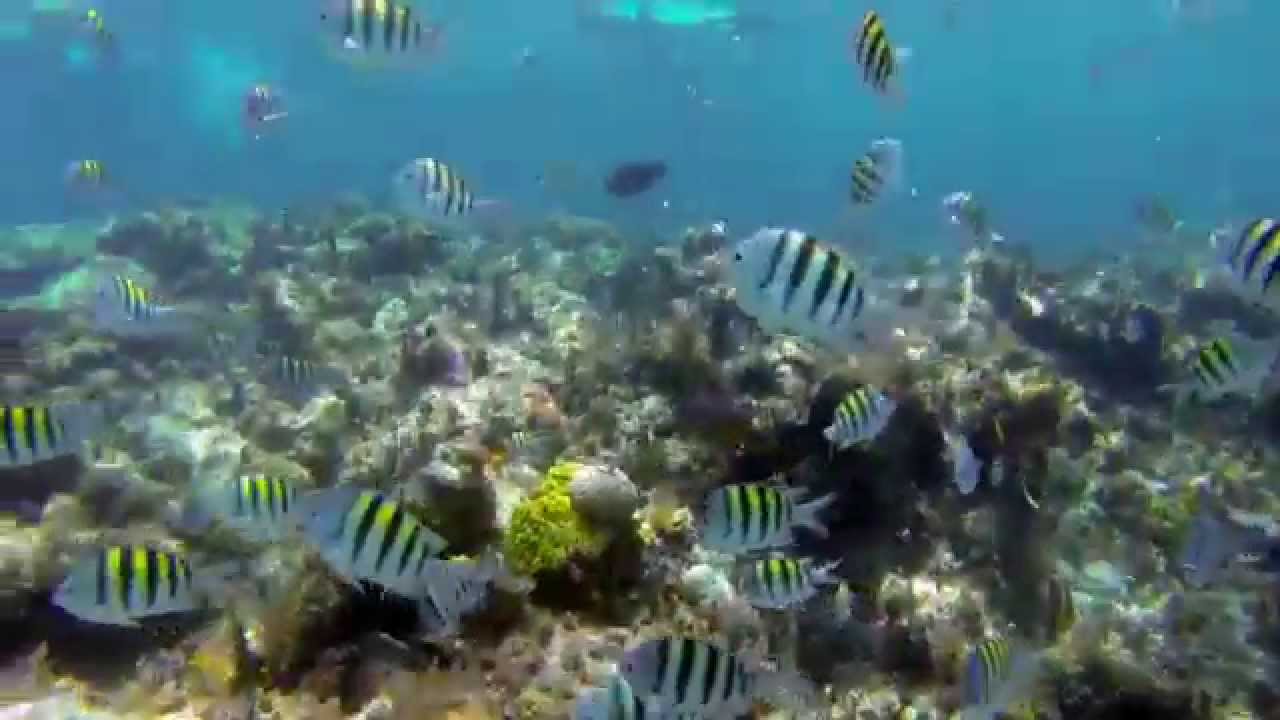GoPro Snorkeling in the Bahamas - YouTube