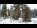 Elusive bigfoot caught on remote camera