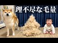 過去最高に抜けた！その体のどこに大量の毛を隠し持ってた？！