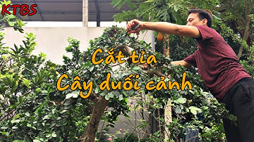 KTBS || Cắt tỉa cây duối cảnh "dáng trực"