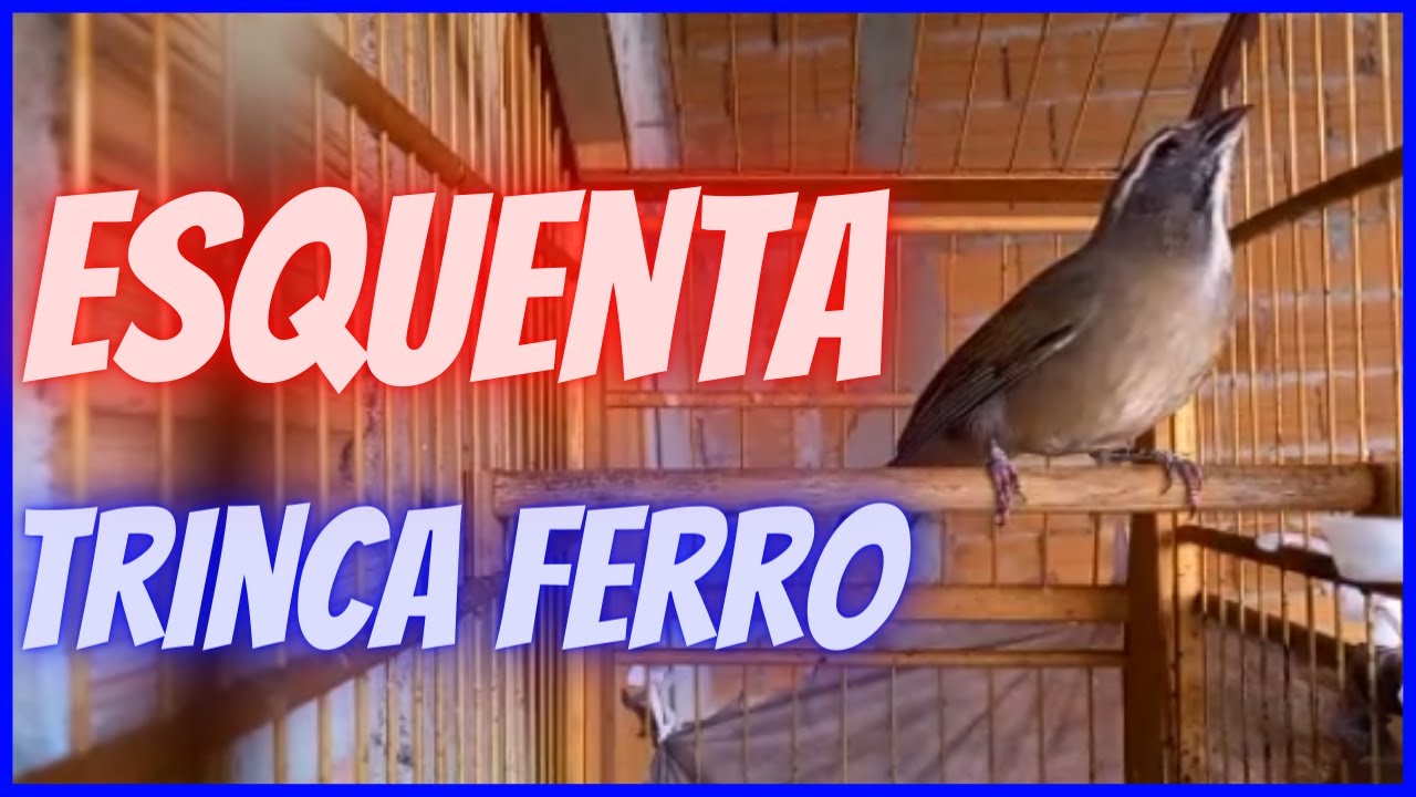 🔥 CANTO DO TRINCA FERRO PARA ESQUENTAR,🎯 Trinca ferro cantando com ...