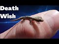 Death Wish The Baby Mourning Gecko || Where Is My Green Tree Python