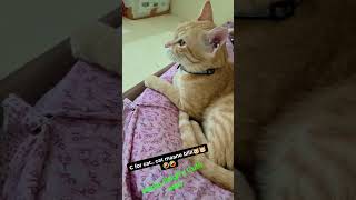 C for cat.. cat maane billi🐱🐱🤣🤣 #cat #mau #petshub