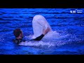 В Приморском океанариуме снова работает дельфинарий