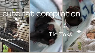 Look at these cute rats! (TikTok compilation)