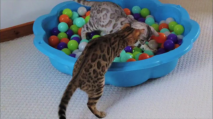 Watch the video about Bengal Cats Vs Laser Pointer | Ball Pit Edition | 4K