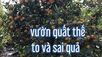 vườn quất thế to đẹp và sai quả lh chủ vườn để biết giá, quất tết 2022