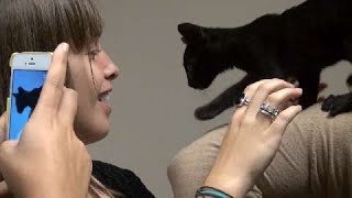 Kittens! Uber Austin delivers snuggles on National Cat Day