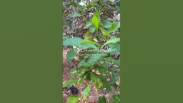 القرآن الكريم ما تيسر من سورة يونس