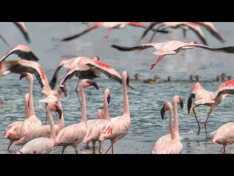 Video: Nacionalni park Lake Nakuru: lokacija, opis, fotografija