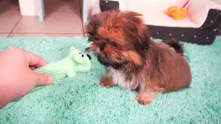 Shih Tzu Toys – P