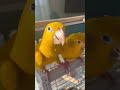 Golden Conure – The Queen of Bavaria Parrot | World's Most Premium Exotic Amazon Bird #GoldenConure